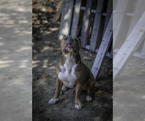 Father of the American Bully puppies born on 06/15/2026
