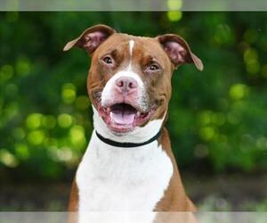 American Pit Bull Terrier-Unknown Mix Dogs for adoption in Tavares, FL, USA