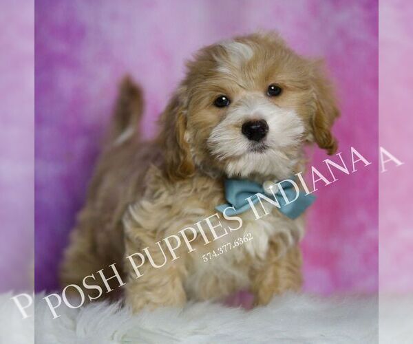Medium Photo #1 Maltipoo Puppy For Sale in WARSAW, IN, USA