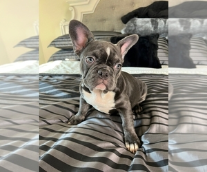 French Bulldog Puppy for sale in REVERE, MA, USA