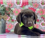 Small Photo #3 Labrador Retriever Puppy For Sale in LANCASTER, PA, USA