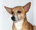 Small Chihuahua