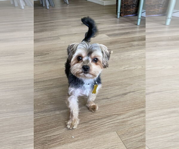 Medium Photo #2 Maltese-Unknown Mix Puppy For Sale in Sandy, UT, USA