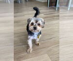 Small #1 Maltese Mix