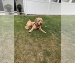 Small Photo #1 Goldendoodle-Poodle (Miniature) Mix Puppy For Sale in CAMBRIDGE, MN, USA