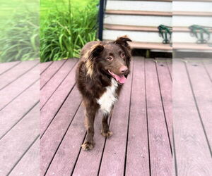 Australian Shepherd-Unknown Mix Dogs for adoption in Princeton, MN, USA