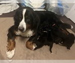 Small Photo #14 Bernese Mountain Dog Puppy For Sale in BURLINGTON, NC, USA
