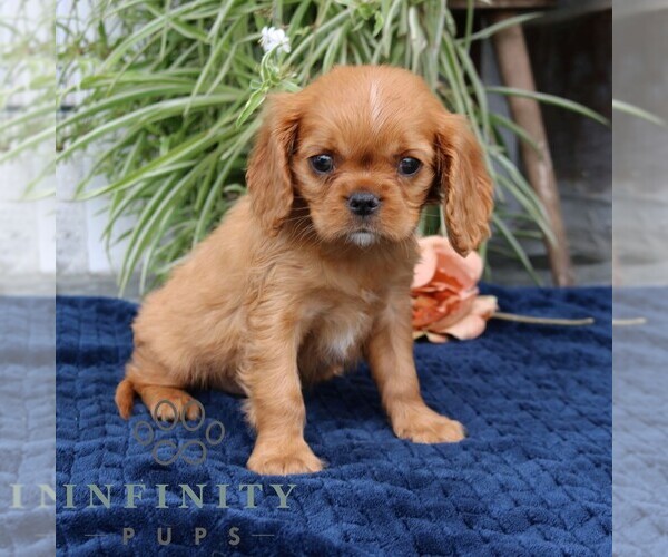 Medium Photo #3 Cavalier King Charles Spaniel Puppy For Sale in NARVON, PA, USA