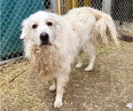 Small #8 Great Pyrenees