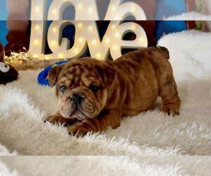 English Bulldog Puppy for sale in OOLOGAH, OK, USA