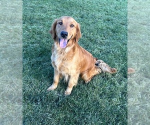 Mother of the Golden Retriever puppies born on 06/01/2025