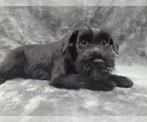 Medium Photo #7 Mutt Puppy For Sale in Lincolnwood, IL, USA