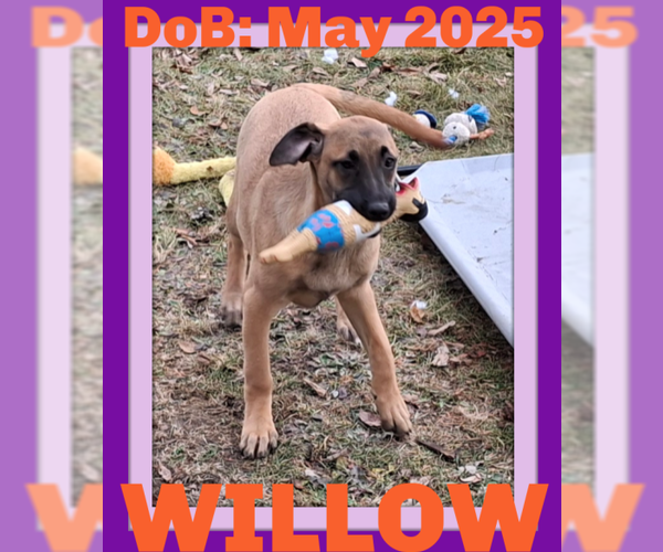 Medium Photo #22 German Shepherd Dog-Unknown Mix Puppy For Sale in Sebec, ME, USA