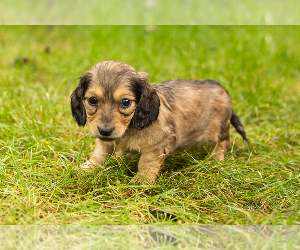 Medium Photo #1 Dachshund Puppy For Sale in MILFORD, IN, USA