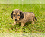 Puppy 1 Dachshund
