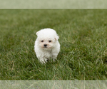 Small Photo #2 Bichon Frise Puppy For Sale in WOLCOTTVILLE, IN, USA