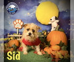 Small Photo #3 Brussels Griffon-Norfolk Terrier Mix Puppy For Sale in Arcadia, FL, USA