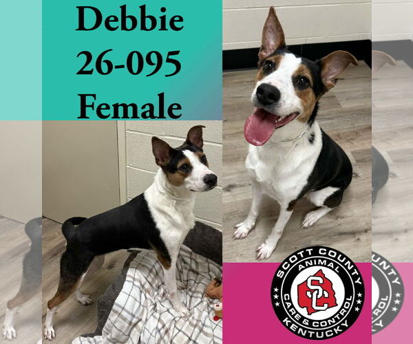 Medium Photo #2 Australian Shepherd-Unknown Mix Puppy For Sale in Georgetown, KY, USA