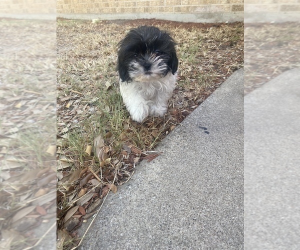 Medium Photo #3 Shih Tzu Puppy For Sale in KILLEEN, TX, USA