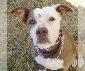 American Staffordshire Terrier-Unknown Mix Dogs for adoption in San Antonio, TX, USA