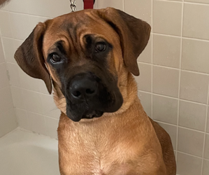 Cane Corso Puppy for sale in WATERBURY, CT, USA