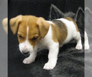 Jack Russell Terrier Puppy for sale in LEBANON, PA, USA