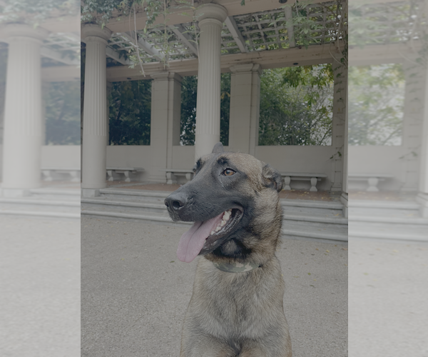 Medium Photo #4 Mutt Puppy For Sale in Imlay City, MI, USA