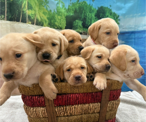 Labrador Retriever Puppy for sale in ALAFAYA, FL, USA