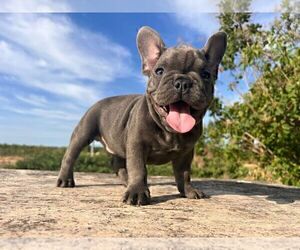 French Bulldog Puppy for sale in ERIAL, NJ, USA