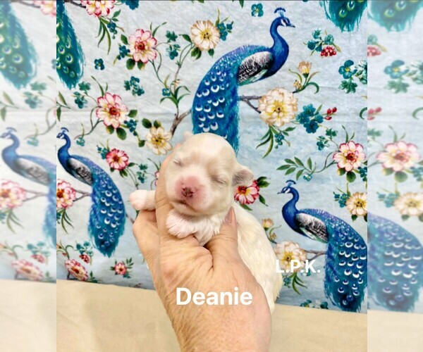 Medium Photo #1 Maltese Puppy For Sale in WINNSBORO, LA, USA