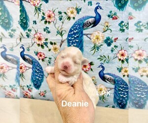 Maltese Puppy for sale in WINNSBORO, LA, USA