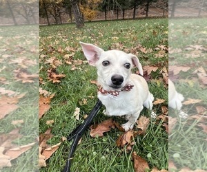 Chihuahua Puppy for sale in DURHAM, CT, USA