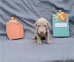 Small Photo #38 Weimaraner Puppy For Sale in NEWCASTLE, OK, USA