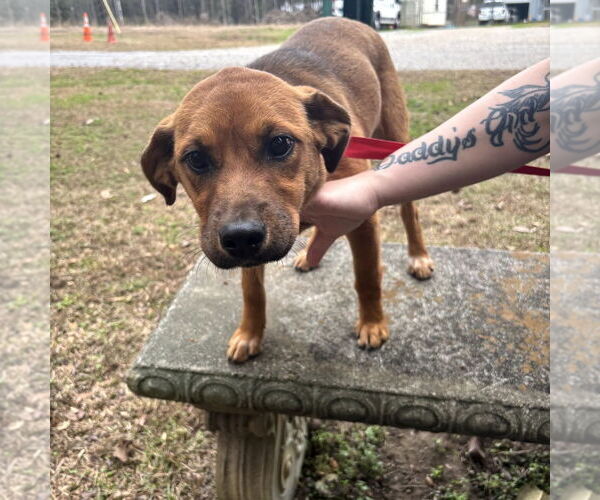 Medium Photo #1 Mutt Puppy For Sale in Yardley, PA, USA