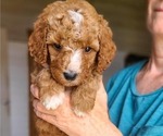 Small #1 Poodle (Standard)