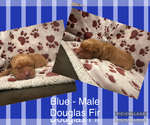 Puppy Douglas Fir Golden Retriever