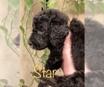 Small #30 Goldendoodle-Poodle (Standard) Mix