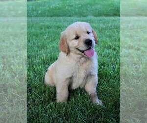 Golden Retriever Puppy for sale in JONES, MI, USA