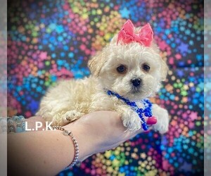 Poodle (Toy) Puppy for sale in WINNSBORO, LA, USA