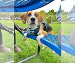 Small #27 Beagle Mix
