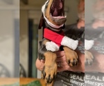 Small Photo #15 Doberman Pinscher Puppy For Sale in CORONA, CA, USA