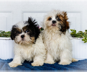 Shih Tzu Puppy for Sale in WAKARUSA, Indiana USA