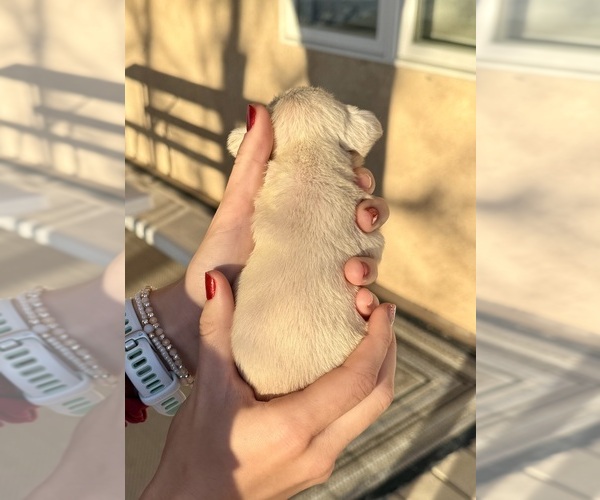 Medium Photo #15 French Bulldog Puppy For Sale in PUEBLO, CO, USA