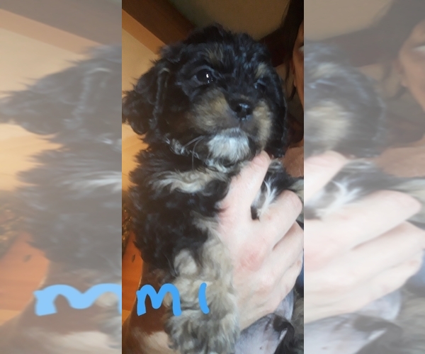 Medium Photo #1 Mal-Shi Puppy For Sale in SALEM, NH, USA