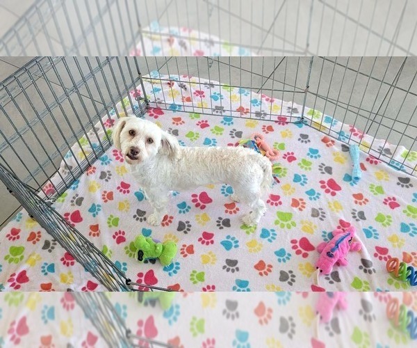 Medium Photo #7 Havanese Puppy For Sale in ORO VALLEY, AZ, USA