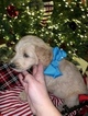 Small Photo #8 Goldendoodle Puppy For Sale in YUKON, OK, USA