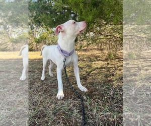 Mutt Dogs for adoption in Rustburg, VA, USA