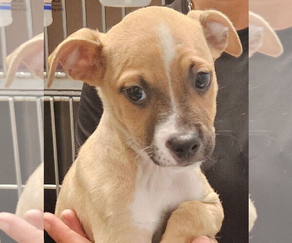 Medium Photo #2 Mutt Puppy For Sale in Royal Palm Beach, FL, USA