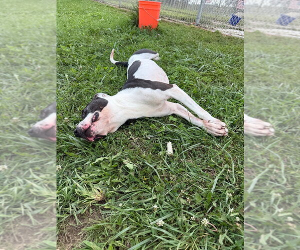 Medium Photo #5 American Staffordshire Terrier Puppy For Sale in Pierceton , IN, USA