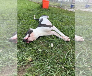 Trixie - Female American Staffordshire Terrier Dog for Adoption - Photo #5